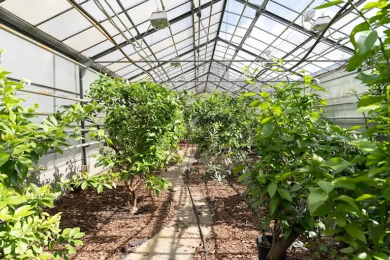 organic fruit tree care garden germany