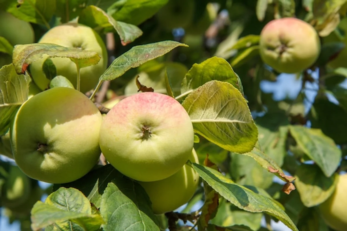 apple tree natural care garden