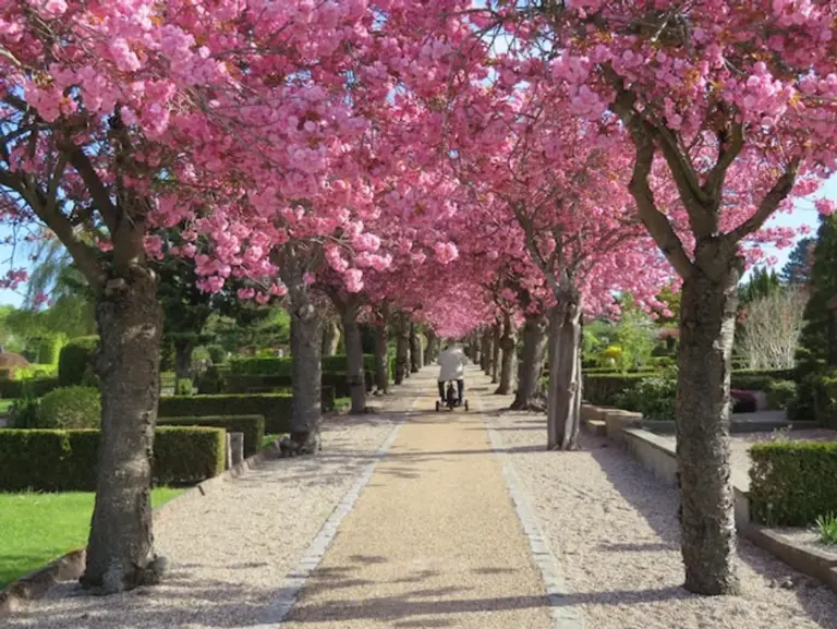 cherry tree shade Germany
