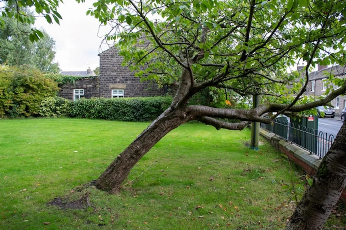 cherry tree partially shaded garden