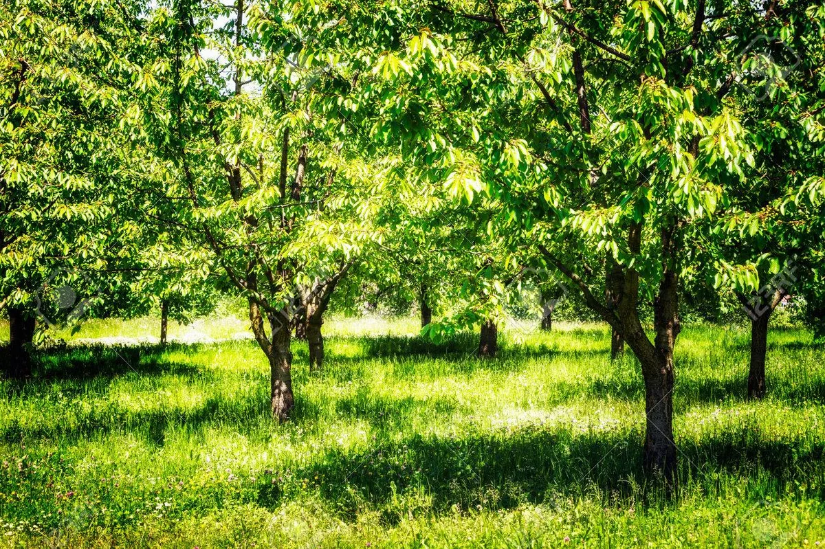 german cherry orchard shade summertime