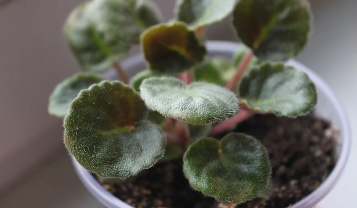 plastic plant pot with wilting houseplant