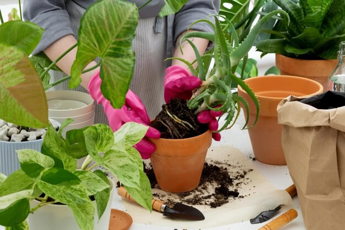 repotting houseplant into clay pot on table