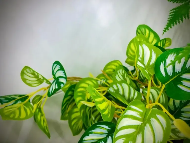 fern plant with yellow leaves indoor care