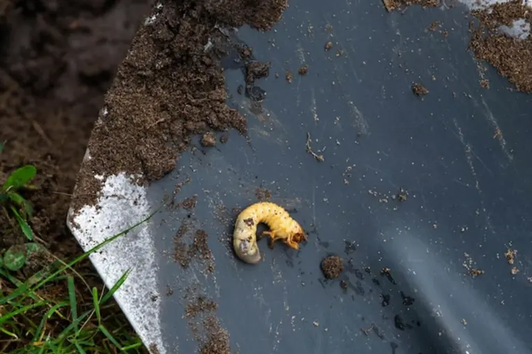 mole on lawn beneficial animal gardening nature