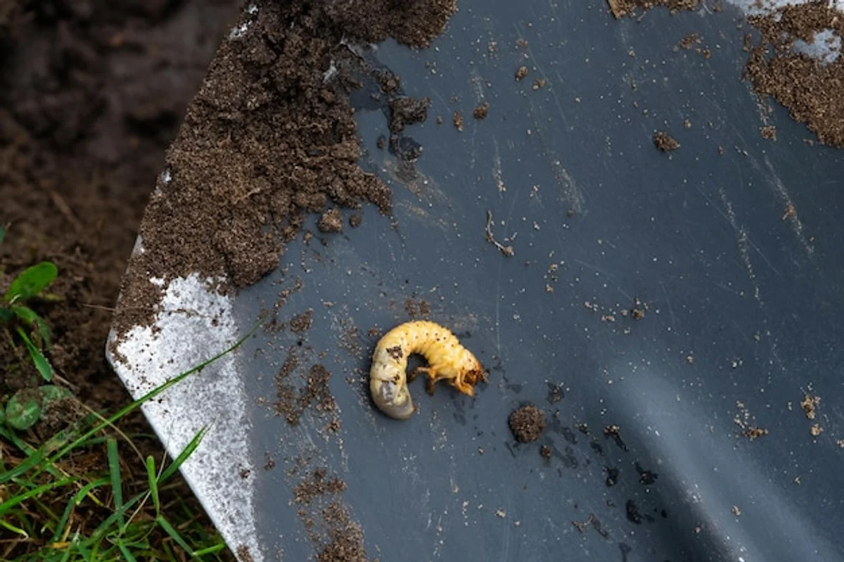 mole on lawn beneficial animal gardening nature