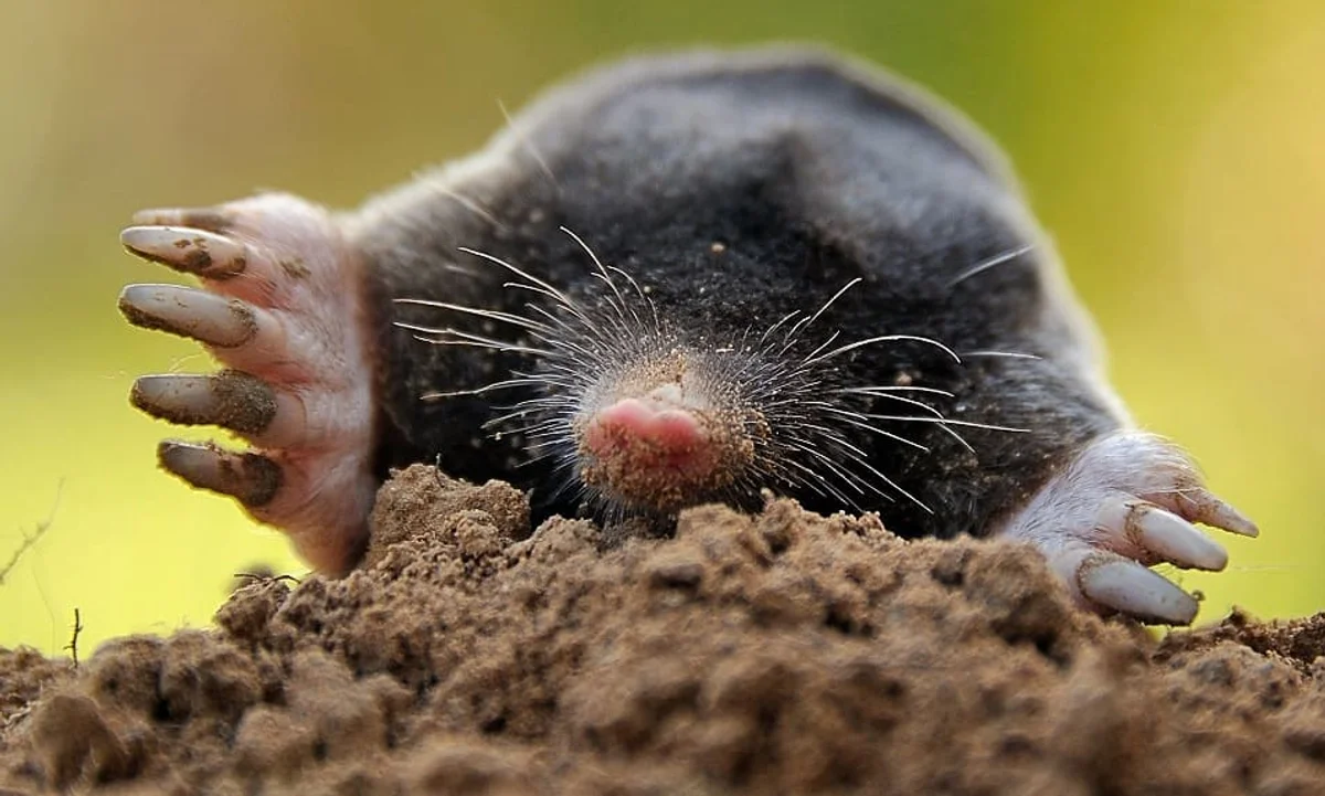 european mole closeup lawn garden biology beneficial animal