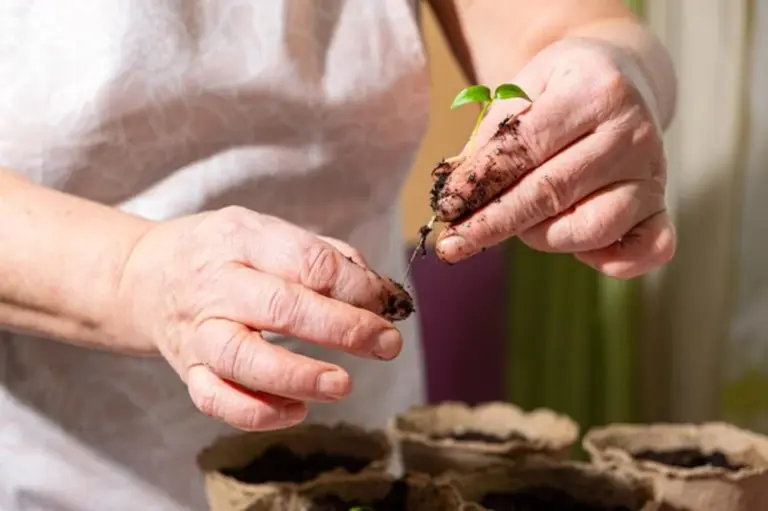 hands of senior person planting vegetable seedlings indoor