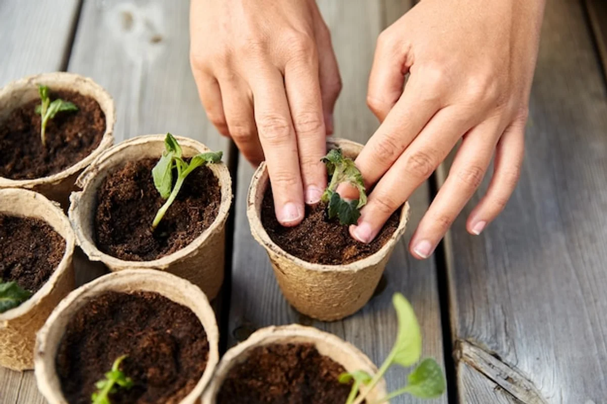 hands planting vegetable seedlings indoor