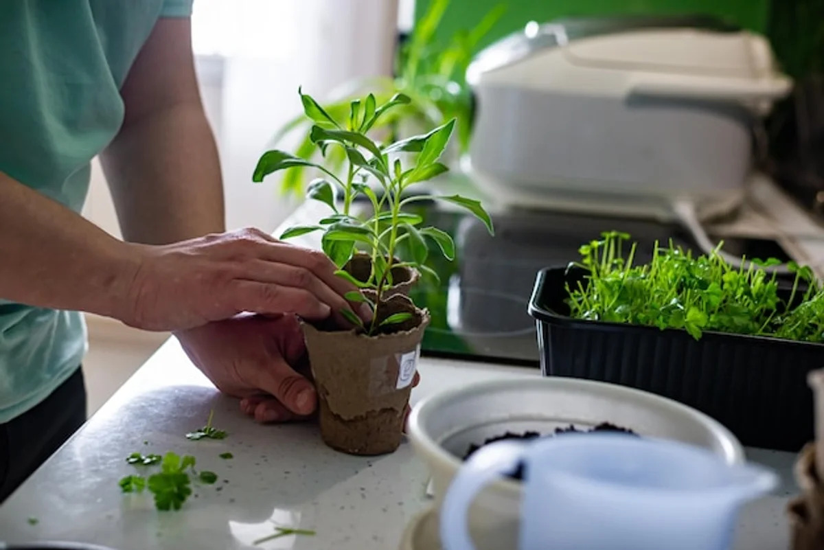 indoor seedling sprouting on windowsill senior hands