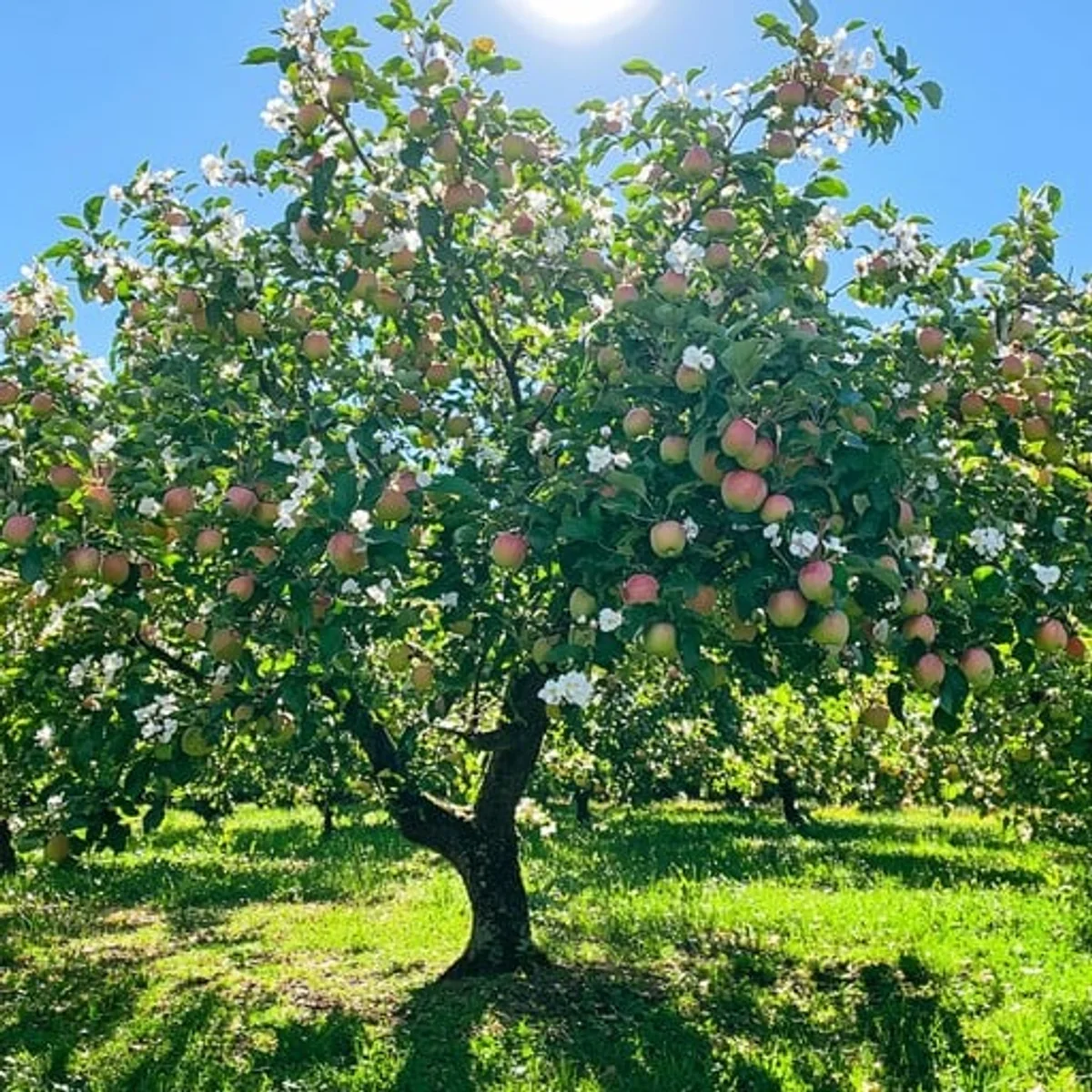 feng shui apple tree orchard bountiful garden