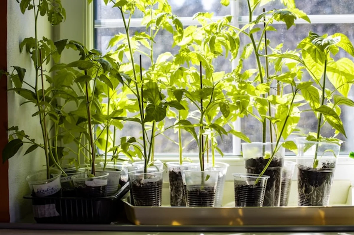 homegrown seedlings on windowsill spring