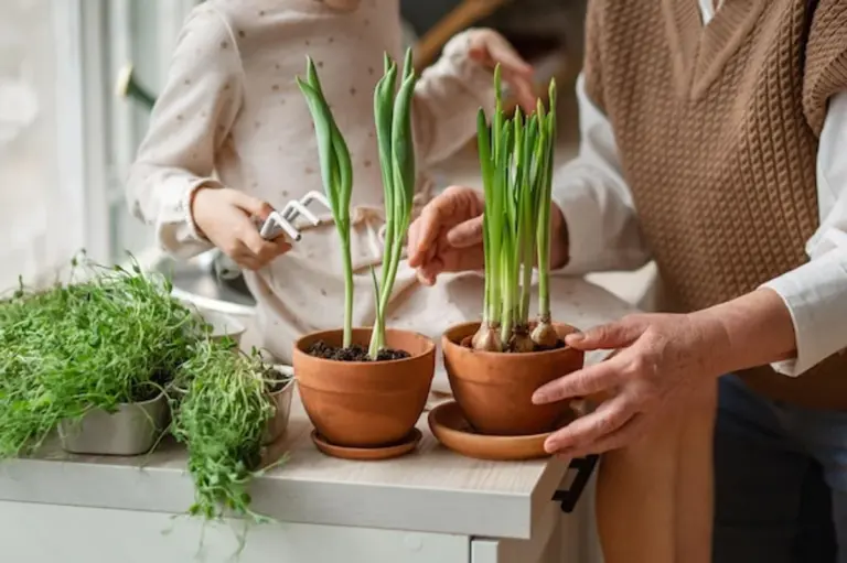 elderly hands growing herbs at home