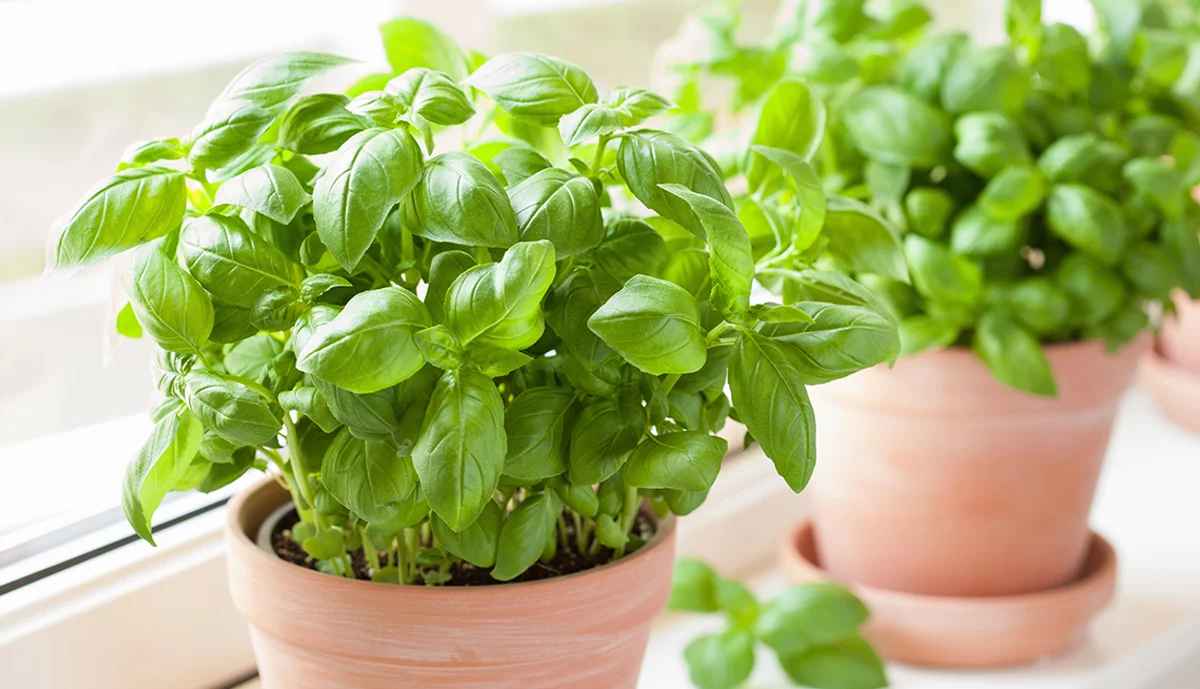 herb care tips elderly hands watering basil