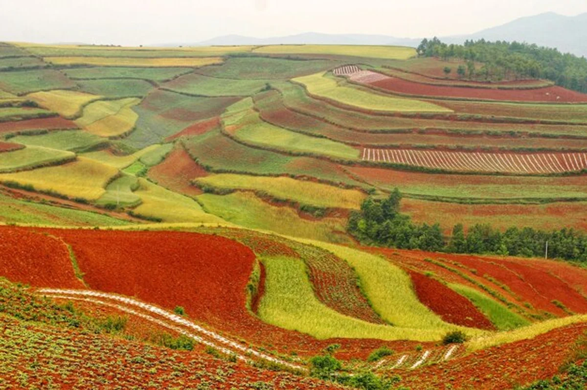 feng shui orchard aerial view pattern