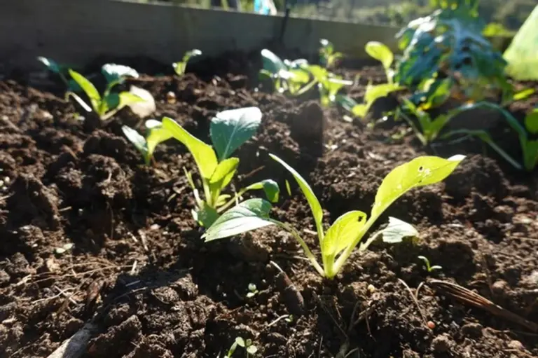 homegrown seedlings close up sunlight