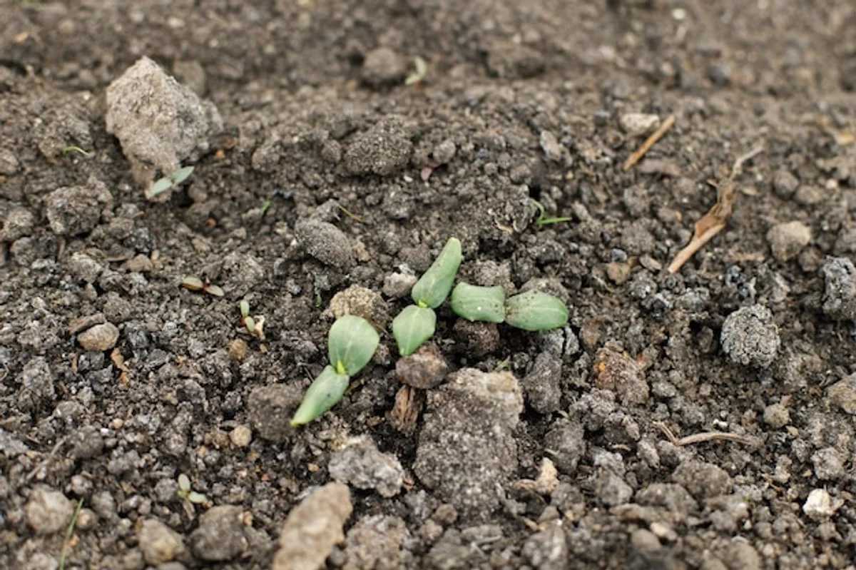 homegrown seedlings in the garden macro close up