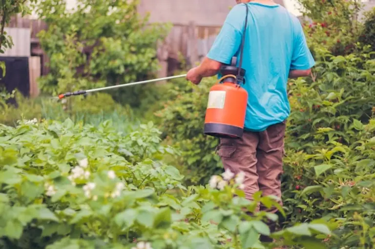 vinegar spray against aphids in garden