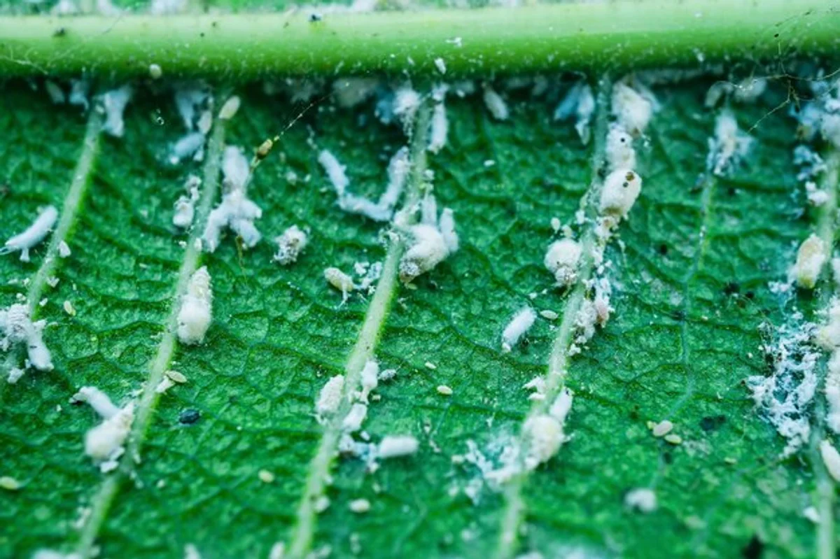 close up of aphids on plant with vinegar spray bottle