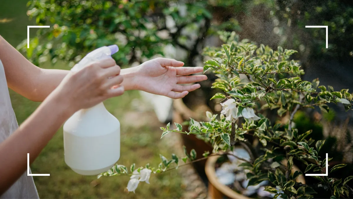 woman spraying homemade aphid remedy with vinegar in her garden