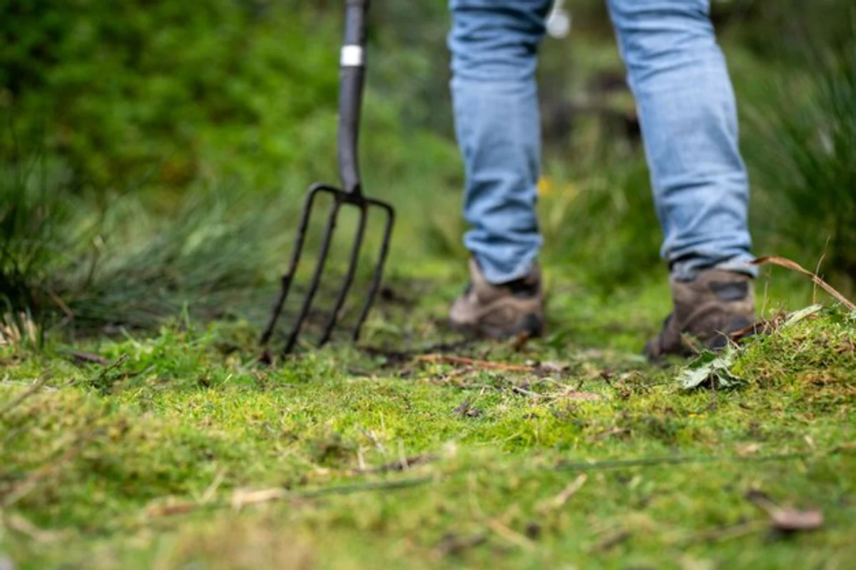 gardener aerating lawn in spring, close up, natural gardening methods