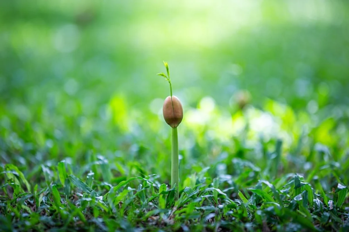 sowing grass seeds close up spring garden