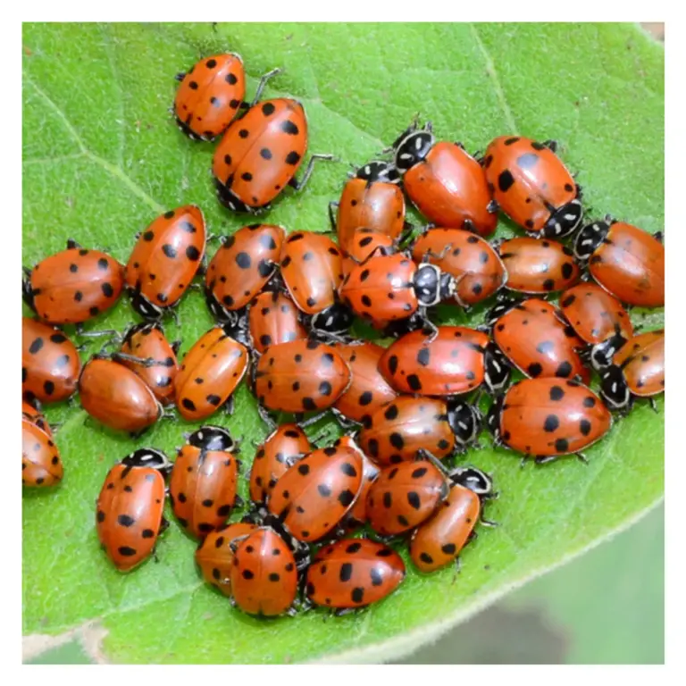 organic garden pest control macro ladybug flowers German garden