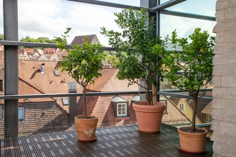 vertical fruit tree balcony urban gardening Germany