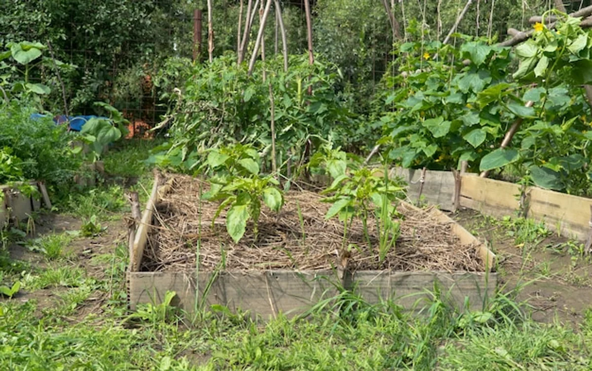 whole old eggs garden compost tomato plant
