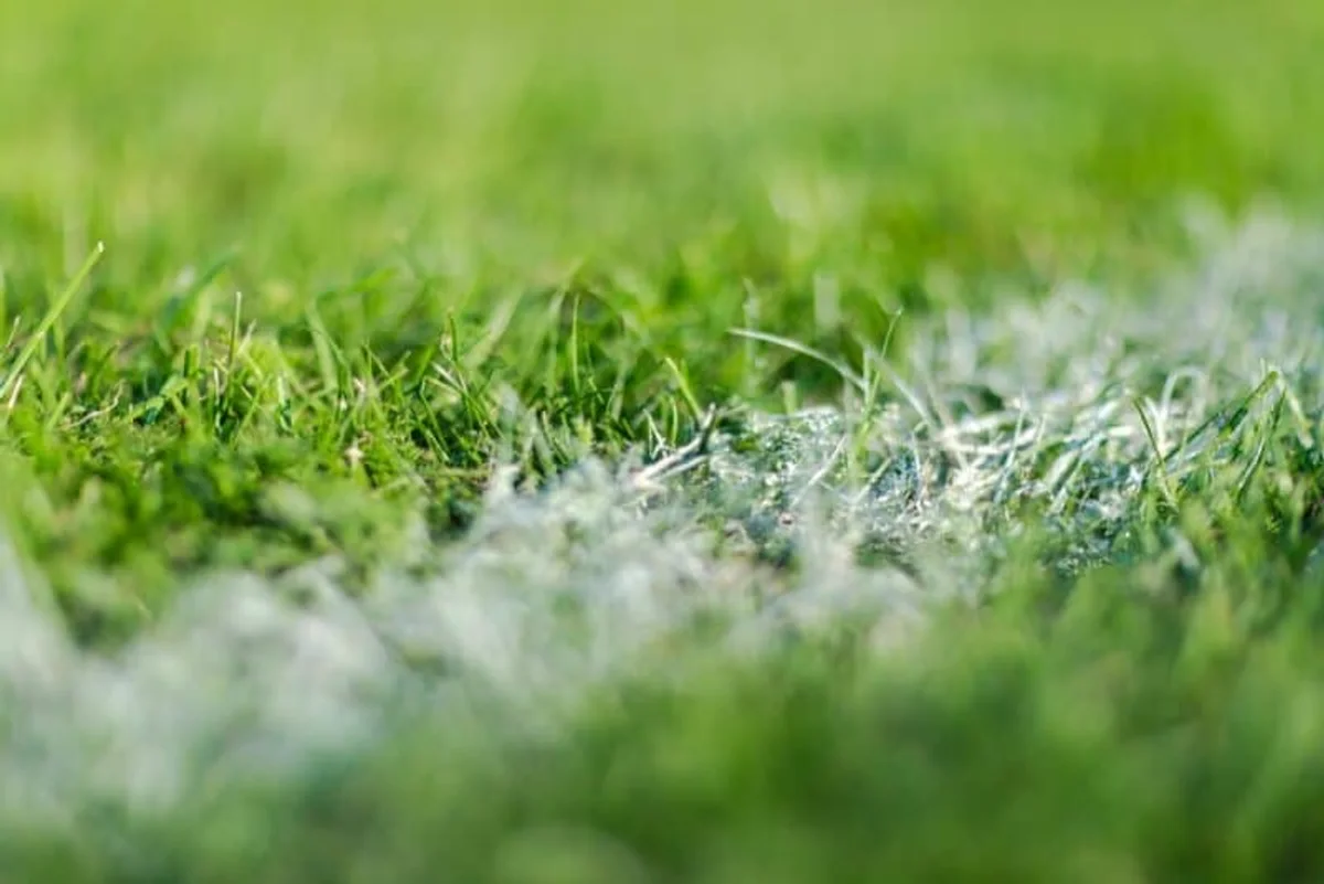 closeup lime granules being spread on lawn Germany
