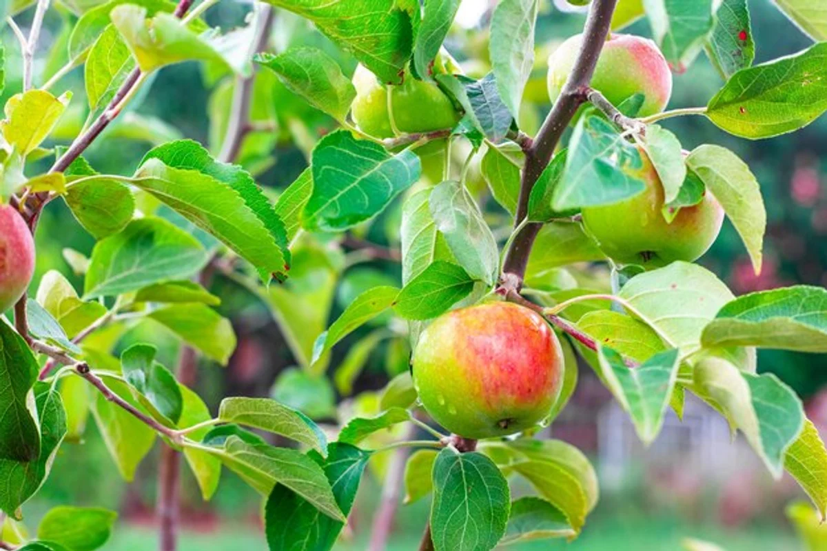 healthy apple tree after rain sustainable garden
