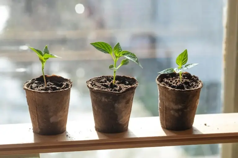 growing vegetable seedlings at home on windowsill