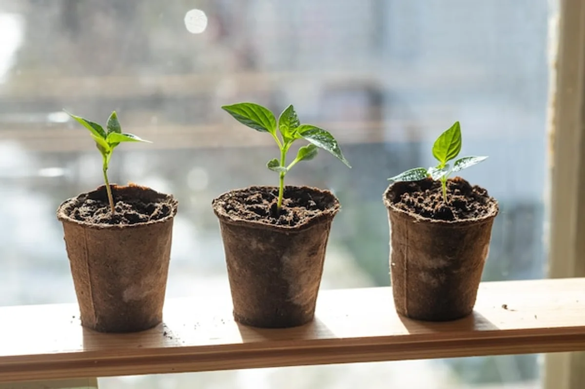 growing vegetable seedlings at home on windowsill