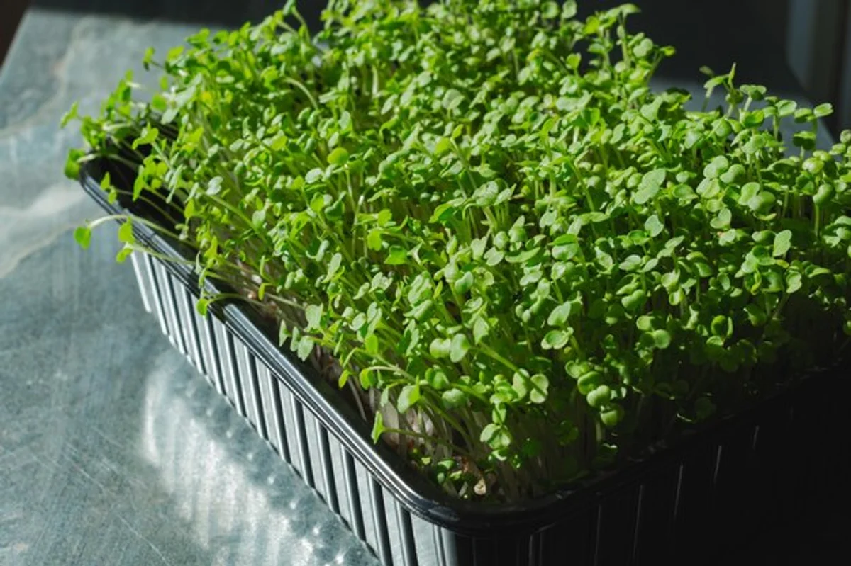 homegrown seedlings on windowsill