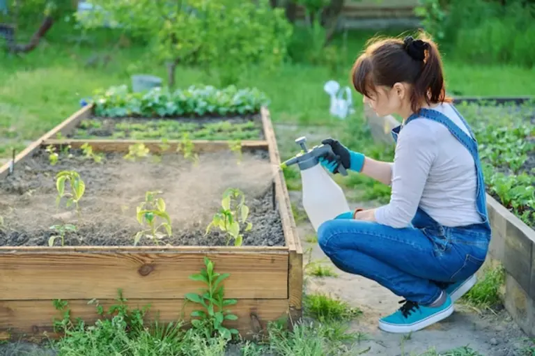 herbs greenhouse antifungal healthy plants