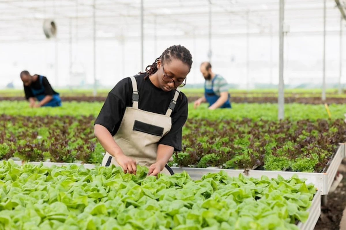 herbs greenhouse pest control