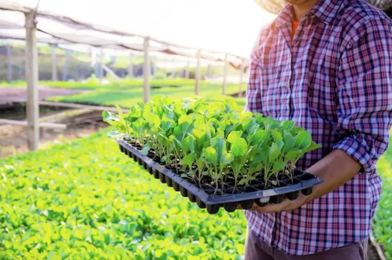 organic vegetable seedlings greenhouse Germany
