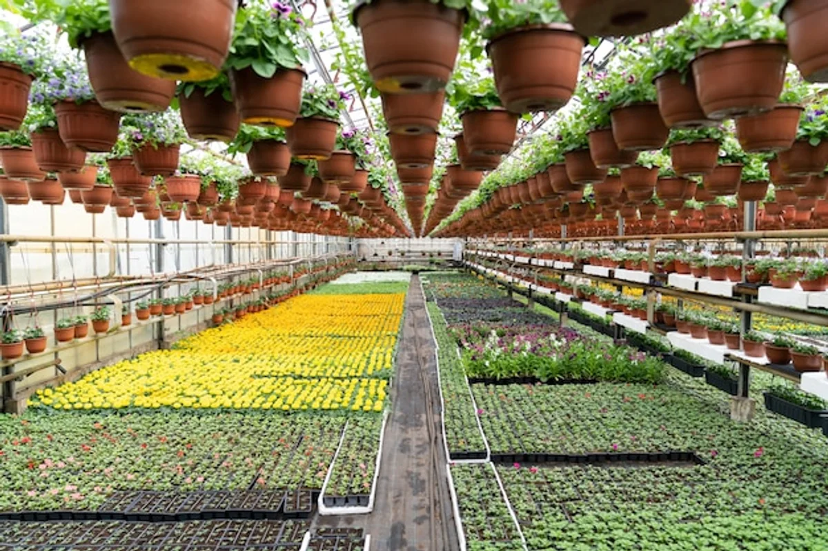 organic vegetable seedlings greenhouse Germany