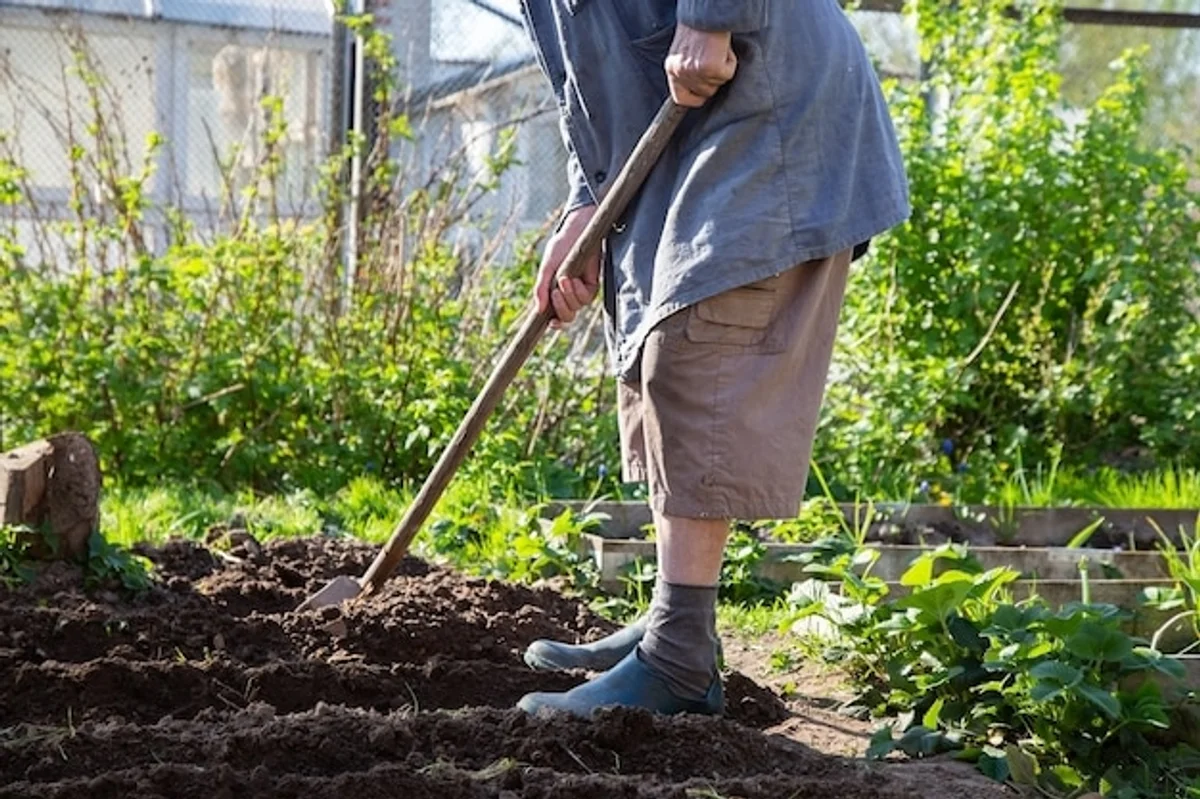 senior gardener using modern digging tool in backyard