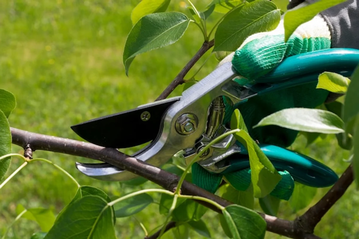 pruning plum tree in summer close up garden tool