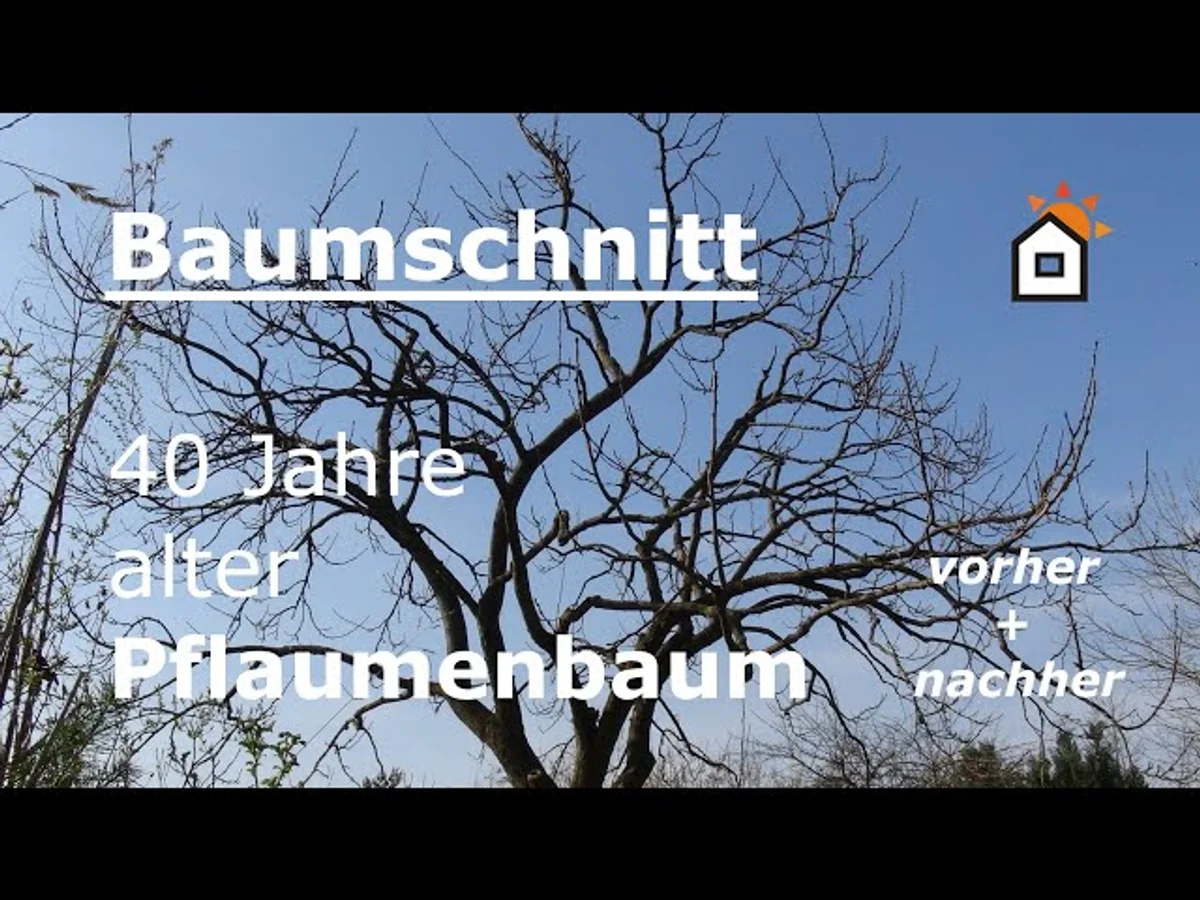 pflaumenbaum schnitt vorher nachher vergleichen garten deutsch