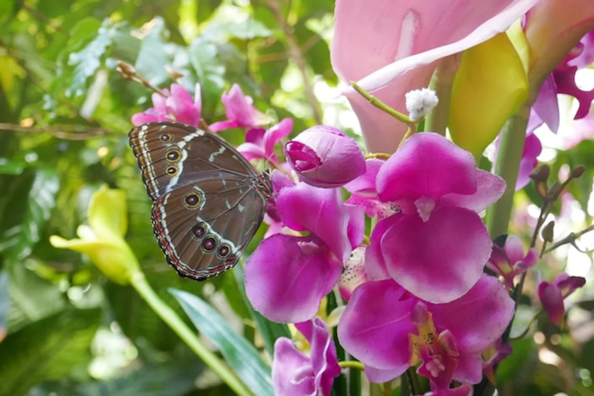 native German wildflower garden with insects