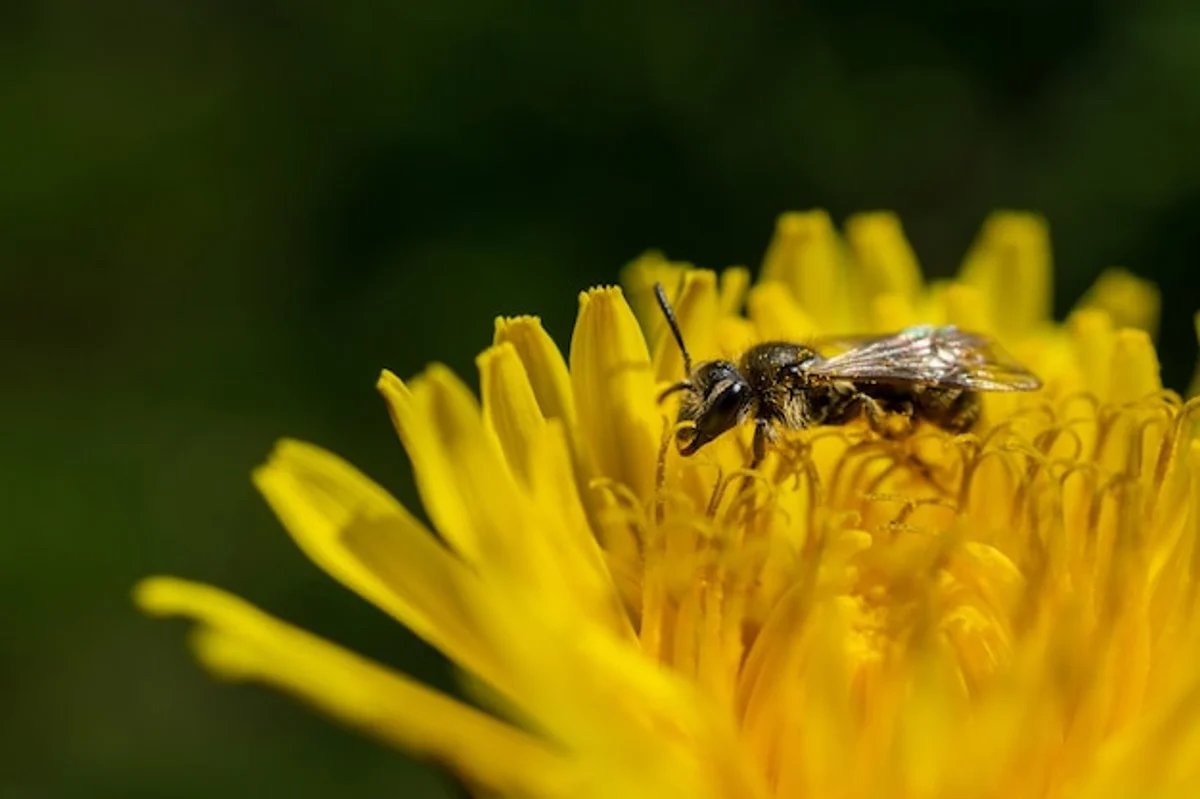 Close up wild bees on native German flowers