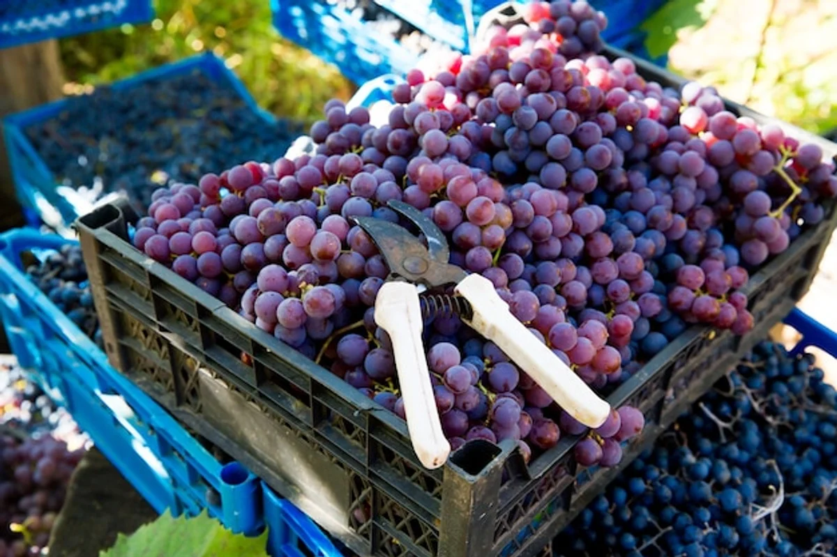 fruit garden without plastic cover Germany trends