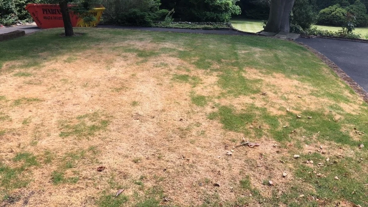 lawn mowing mistake dry patch German backyard