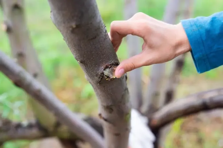 garden pruning shears mistakes close up damaged branches