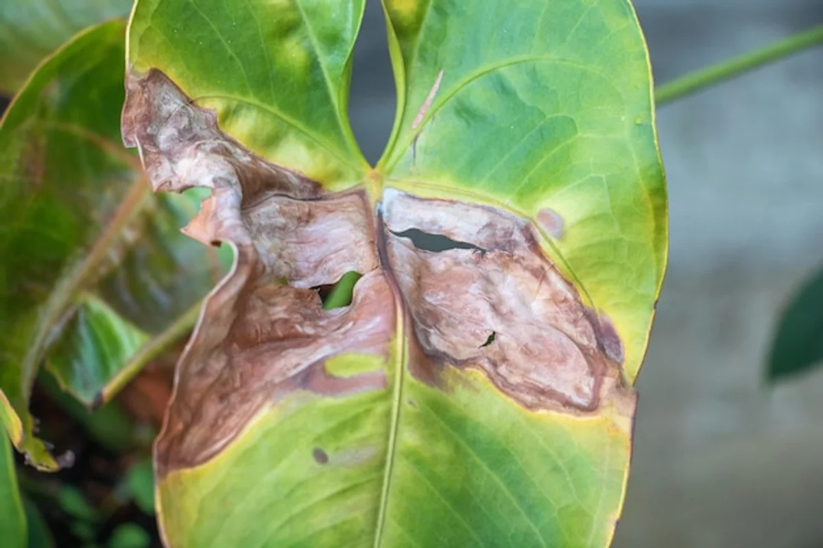 garten pruning shears wrong use damage plant close up