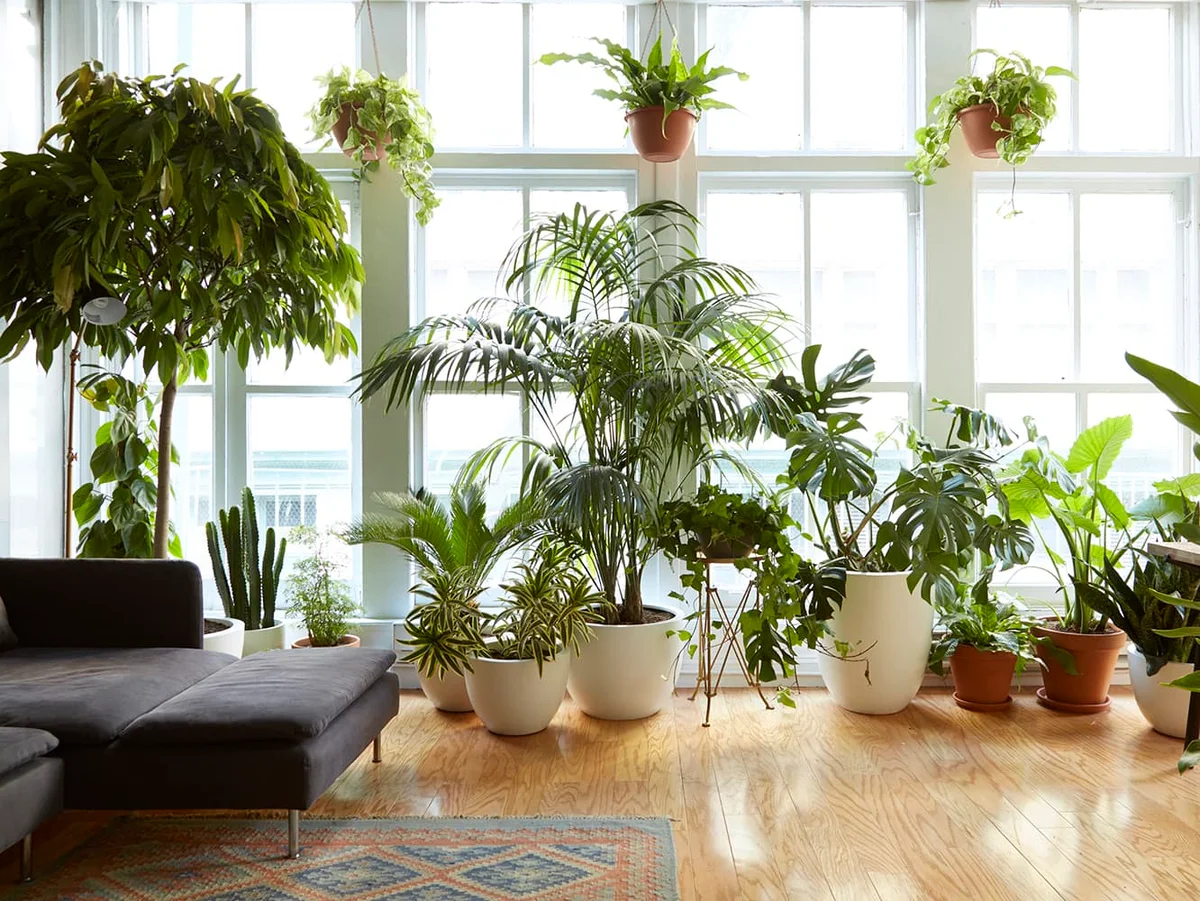 urban apartment with thriving houseplants, bright daylight, minimalistic style