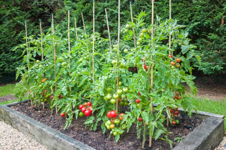 greenhouse tomato plant overwatering stressed