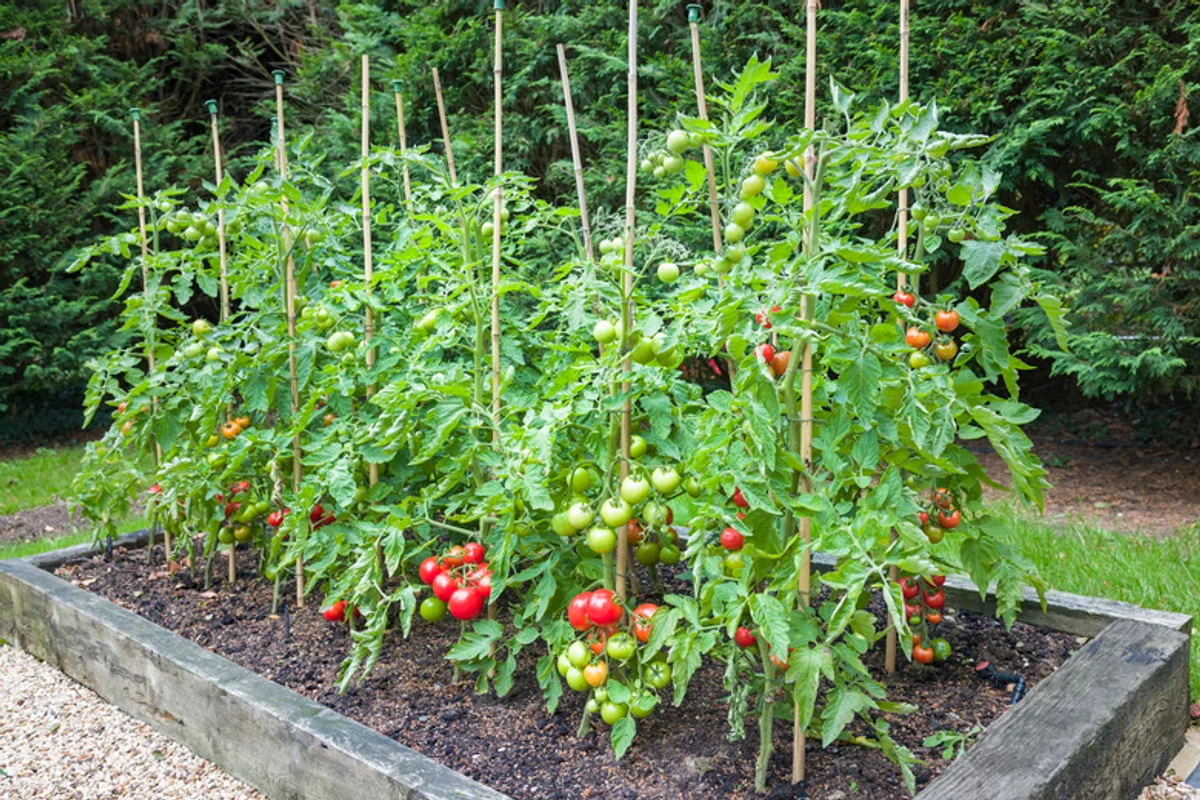 greenhouse tomato plant overwatering stressed